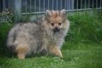 Dwergkees pups ,pomeriaan ,keeshond,spitz pup, Dieren en Toebehoren, België, 15 weken tot 1 jaar, Meerdere, Meerdere dieren