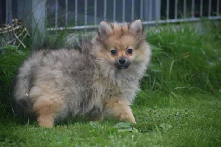 Dwergkees pups ,pomeriaan ,keeshond,spitz pup, Dieren en Toebehoren, Honden | Poolhonden, Keeshonden en Oertypen, Meerdere dieren