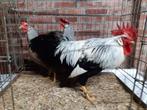 Nederlandse Leghorn Zilverpatrijs, Meerdere dieren, Kip