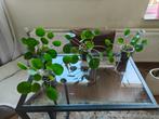 Pannenkoekplant (Pilea Peperomioides), Huis en Inrichting, Kamerplanten, Ophalen, Overige soorten, Minder dan 100 cm