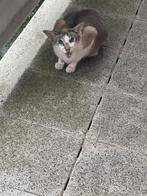 Poes gevonden, Contacten en Berichten, Gevonden voorwerpen