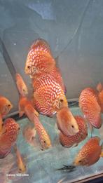 Discusvissen, Karper of Koi