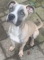 Amerikaanse stafford x bluenose pitbull. Reu 6maanden., Rabiës (hondsdolheid), 15 weken tot 1 jaar, Reu, American Staffordshire Terriër