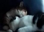 Katten 10 jaar, Dieren en Toebehoren, Katten en Kittens | Raskatten | Langhaar, Meerdere dieren, Gechipt, 6 jaar of ouder