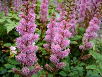 Astilbe chinensis,bodembedekker, bijna op, in bloei,in pot beschikbaar voor biedingen