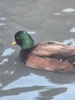 Kwaker man bruin uit zwart