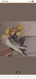 2 poppen valkparkiet, Dieren en Toebehoren, Vrouwelijk, Kleurkanarie