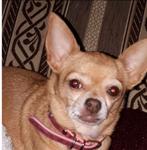 Gezocht herplaatser, Dieren en Toebehoren, Honden | Chihuahua's en Gezelschapshonden, Teef, Eén hond, 3 tot 5 jaar, Nederland