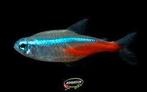 Diamant Neon Tetra - Koidream Valburg