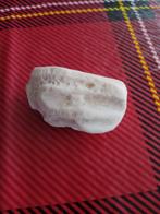 Rifkoraal, Ophalen, Fossiel