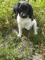 Friese Stabij X Border Collie: reutjes en teefjes, Dieren en Toebehoren, Honden | Niet-rashonden, CDV (hondenziekte), 8 tot 15 weken