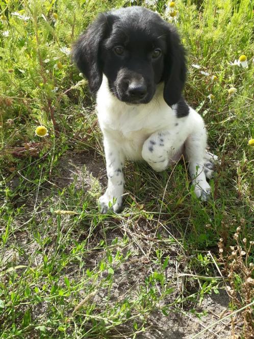 Friese Stabij X Border Collie: reutjes en teefjes, Dieren en Toebehoren, Honden | Niet-rashonden, Middel, Meerdere dieren, Fokker | Hobbymatig