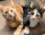 Kittens 16 weken, Dieren en Toebehoren, Katten en Kittens | Overige Katten, Meerdere dieren, 0 tot 2 jaar