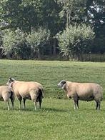 Mooie dekrammen, blue de maine/texelaar, Dieren en Toebehoren, Schapen, Geiten en Varkens, Mannelijk, Schaap, 0 tot 2 jaar