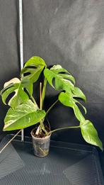Zeldzame Monstera Deliciosa Variegata Albo - Nr 3 Groot, Ophalen of Verzenden, Overige soorten, Minder dan 100 cm