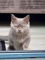 Britse korthaar kittens, Dieren en Toebehoren, Meerdere dieren, Ontwormd