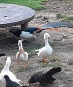 Witte mandarijneendjes vervoer bespr.baar, Meerdere dieren, Eend