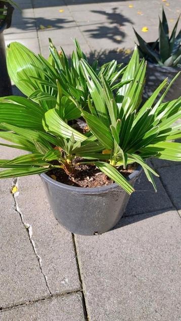 Chamaerops Humilis Vulcano 5 stuks in 23 cm pot beschikbaar voor biedingen