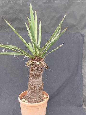 Yucca faxoniana 39, 100 cm, stam 45 cm beschikbaar voor biedingen