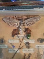 Antieke vlinderkast vitrine, Ophalen, Gebruikt, Insect, Opgezet dier