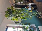 philodendron brasil hangplant, Huis en Inrichting, Ophalen, Halfschaduw, In pot, Minder dan 100 cm
