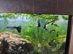 Galaxy Blue Tail rasguppen, Dieren en Toebehoren, Vis