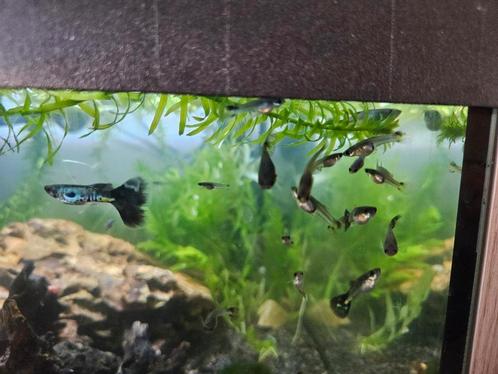 Galaxy Blue Tail rasguppen, Dieren en Toebehoren, Vissen | Aquariumvissen, Vis