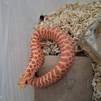 Heterodon nasicus haakneus albino en snow, Dieren en Toebehoren, Slang, 0 tot 2 jaar