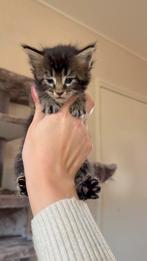 Black&Golden poes wegens annulering Maine Coon🎄🐾, Dieren en Toebehoren, Meerdere dieren, Gechipt, 0 tot 2 jaar
