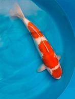 Koileuke maruten kohaku inclusief Certificaat Nogami Rose, Karper of Koi