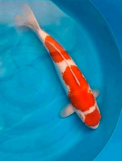 Koileuke maruten kohaku inclusief Certificaat Nogami Rose, Dieren en Toebehoren, Vissen | Vijvervissen, Karper of Koi