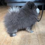 Pomeriaan Pomeranian dwerkees pup Reu / mag gelijk mee!, Particulier, Rabiës (hondsdolheid), Keeshond, 8 tot 15 weken