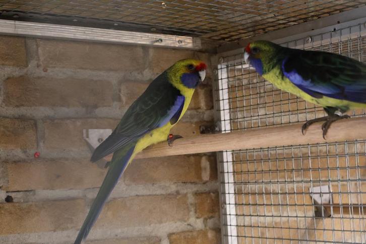 Koppels Rosella, Geelbuik en Portlincoln te koop, Dieren en Toebehoren, Vogels | Duiven, Overige soorten, Meerdere dieren