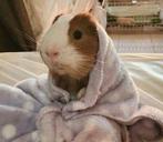 Cavia, Dieren en Toebehoren, Knaagdieren, Mannelijk, Cavia, Na 1 juli 2024