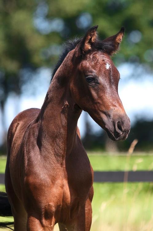 Aansprekend merrie veulen van Sarai L, Dieren en Toebehoren, Paarden, Merrie, Niet van toepassing, 170 tot 175 cm, 0 tot 2 jaar