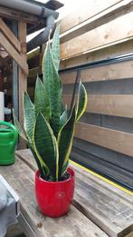 Sansevieria 76 cm in mooie moderne bloempot, Ophalen, Overige soorten, Minder dan 100 cm