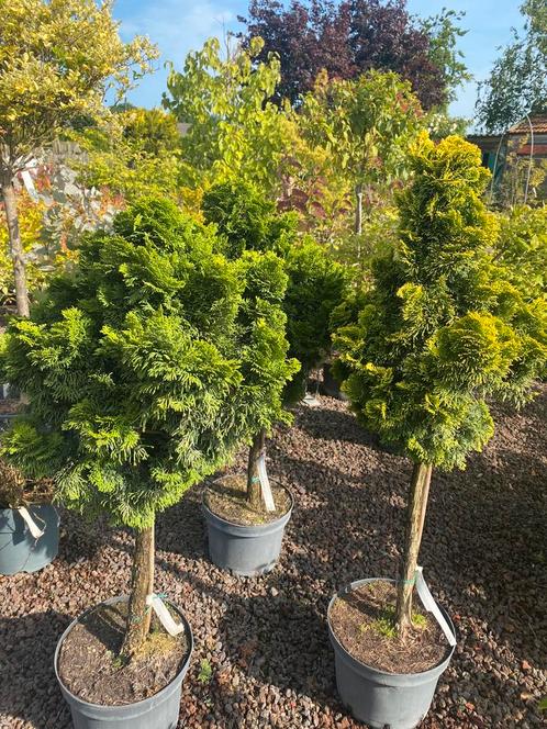 Dwergconifeer/ dwergcipres/ chamaecyparis o nana gracilis, Tuin en Terras, Planten | Bomen, Overige soorten, Volle zon, Zomer