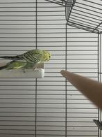 Grasparkiet, Dieren en Toebehoren, Vogels | Parkieten en Papegaaien, Mannelijk, Parkiet