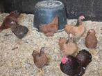 1 + 7 Wyandotte Kriel, Dieren en Toebehoren, Pluimvee, Vrouwelijk, Kip
