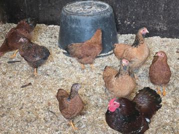 1 + 7 Wyandotte Kriel beschikbaar voor biedingen