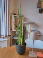 Different plants HEALTHY, Ophalen of Verzenden, Halfschaduw, Minder dan 100 cm
