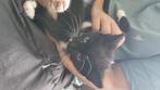 Kittens 9 weken oud aangeboden, Dieren en Toebehoren, Meerdere dieren, Kortharig, 0 tot 2 jaar