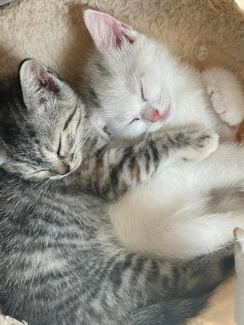 kitten wit en zwart poesje, Dieren en Toebehoren, Katten en Kittens | Raskatten | Langhaar, Poes