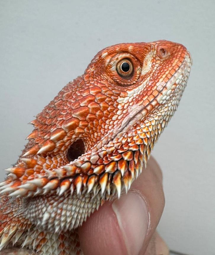 Baardagaam man jonkie