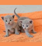 Blauwe rus kittens, Kater