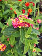 Lantana in verschillende kleuren in 2,5 pot., Volle zon, Vaste plant, Zomer, Ophalen