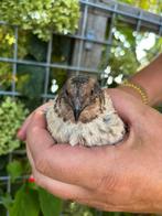 Prachtige Rotkopf kwartel haan japanse kwartel, Dieren en Toebehoren, Vogels | Overige Vogels, Mannelijk