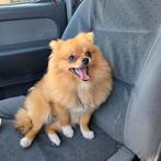 Pomeriaan reutje, Dieren en Toebehoren, Honden | Chihuahua's en Gezelschapshonden, 15 weken tot 1 jaar, Eén hond, Nederland, Particulier