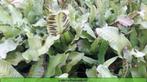 Tongvaren Asplenium scolopendrium varens in pot., Ophalen of Verzenden, Zomer, Overige soorten, Halfschaduw