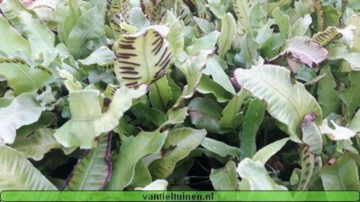 Tongvaren Asplenium scolopendrium varens in pot., Tuin en Terras, Planten | Tuinplanten, Overige soorten, Halfschaduw, Zomer, Ophalen of Verzenden